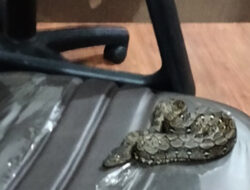 Ular Misterius Muncul di Ruang BK DPRD Pekanbaru, Diduga Dimasukkan Orang Tak Dikenal