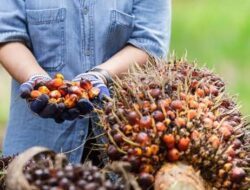Pajak Sawit Rp1.700 per Batang Disiapkan, DPRD Riau Dorong Berlaku Februari