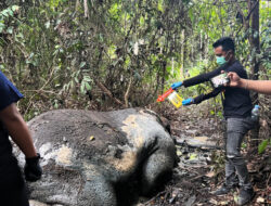 Seekor Gajah Ditemukan Tewas di Sekitar Konsesi PT RAPP, Polisi Lakukan Penyelidikan