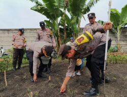 Polsek Bukitraya Turun ke Lahan, Tanam Jagung Dukung Swasembada Pangan