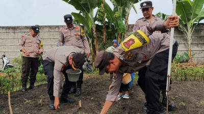 Polsek Bukitraya Turun ke Lahan, Tanam Jagung Dukung Swasembada Pangan