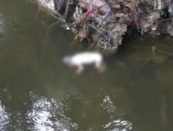 Penemuan Mayat Bayi Mengapung Gegerkan Warga Sukakarya Panam