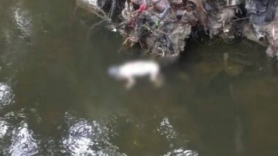 Penemuan Mayat Bayi Mengapung Gegerkan Warga Sukakarya Panam