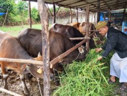 ARC Farm Kembali Siapkan Sapi Kurban 1447H – 2026M, Sapinya Gemoy harganya Enjoy