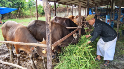 ARC Farm Kembali Siapkan Sapi Kurban 1447H – 2026M, Sapinya Gemoy harganya Enjoy