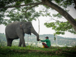 ‎Harmoni di Tanah Balai Raja, Saat Sang Gajah dan Manusia Berbagi Ruang Kehidupan