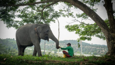 ‎Harmoni di Tanah Balai Raja, Saat Sang Gajah dan Manusia Berbagi Ruang Kehidupan