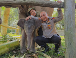 Kelahiran Nona Seroja Jadi Kabar Baik bagi Konservasi Gajah Sumatera di Riau