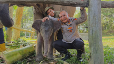 Kelahiran Nona Seroja Jadi Kabar Baik bagi Konservasi Gajah Sumatera di Riau