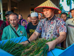 Panen Padi Gogo di Rumbai Meningkat, Pemko Pekanbaru Perkuat Dukungan untuk Petani