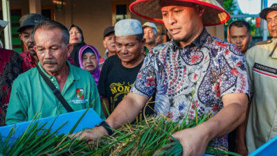 Panen Padi Gogo di Rumbai Meningkat, Pemko Pekanbaru Perkuat Dukungan untuk Petani