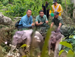 PHE NSO Mengembalikan Jalan Pulang Gajah Melalui Restorasi Lahan Kritis di Aceh Utara